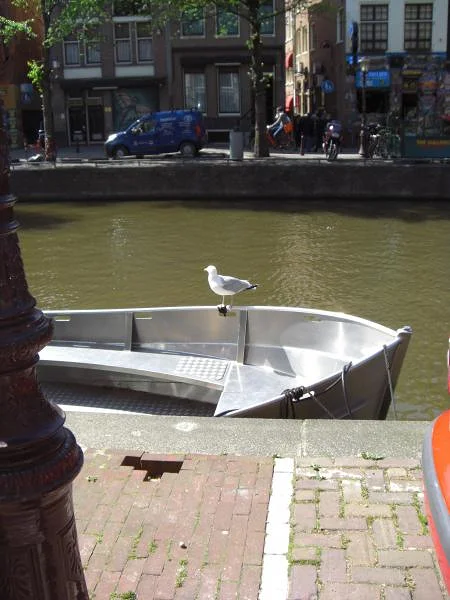 Le goléand d'Amsterdam Le goléand d'Amsterdam — Amsterdam (Pays-Bas)