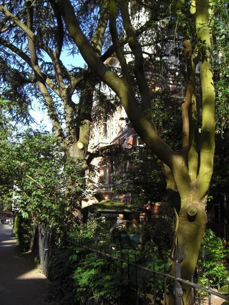 Les arbres dans la ville Les arbres dans la ville — Amsterdam (Pays-Bas)