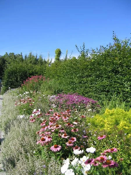 Fleures près des serres de Fjarilshuset Fleures près des serres de Fjarilshuset — Maison des papillons (Suède)