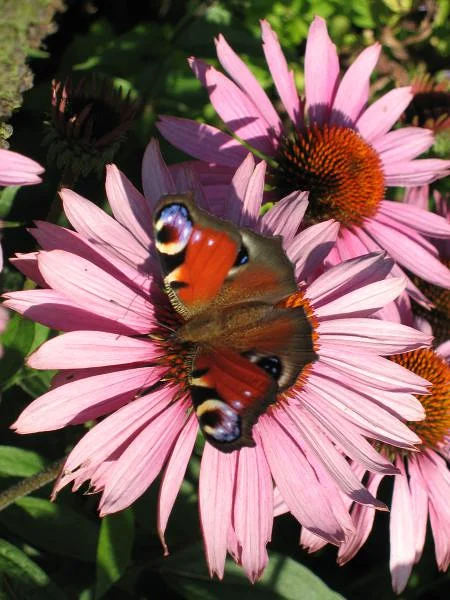Un papillon sauvage Un papillon sauvage — Maison des papillons (Suède)