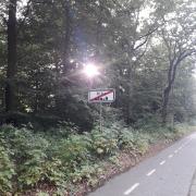 Ribe