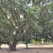 Parc Aterro do Flamengo