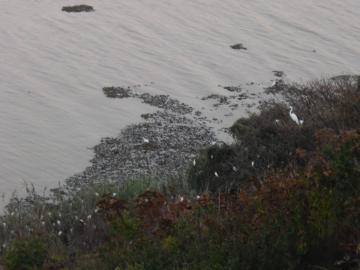 Des colonies de hérons se nichent sur les îles