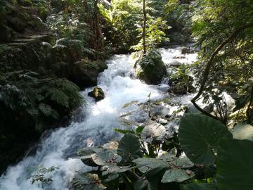 Rafraîchissez-vous auprès des cascades dans une ambiance de jungle tropicale !