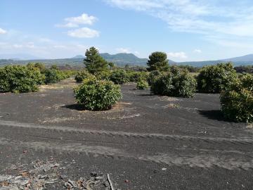 Sur le retour, de nombreuses plantations d’avocats