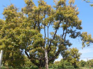 … qui peut se transformer en arbre gigantesque !