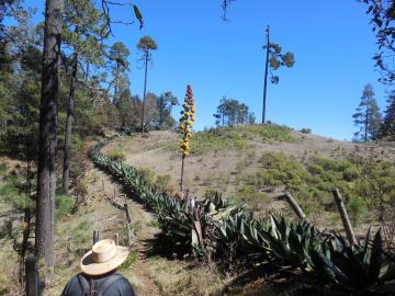 Les agaves comme limites de propriété