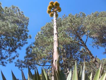 Un maguey à la fleur de l’âge !