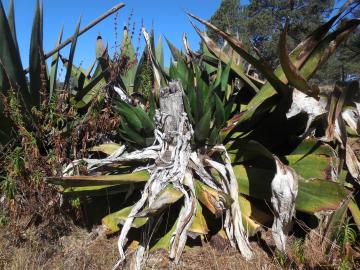 Il est mort, le maguey…