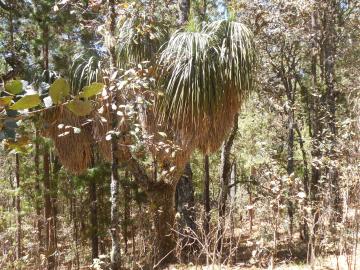 Les yucas