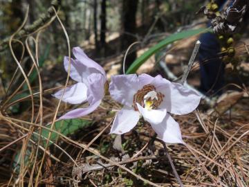 Orchidées