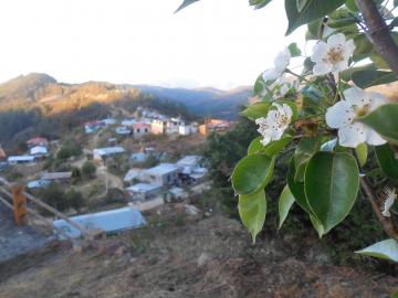 Latuvi, village fleuri