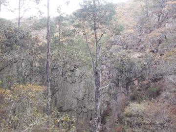 Forêt de lichens