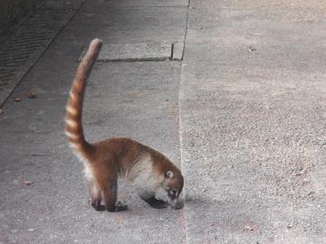 Coati