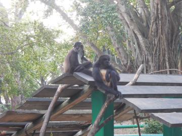 Singes araignée