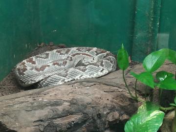 Serpent