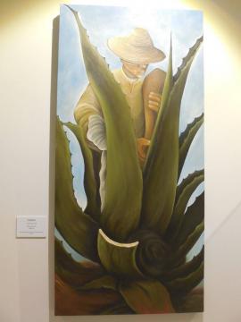 Récolte de la sève d'agave