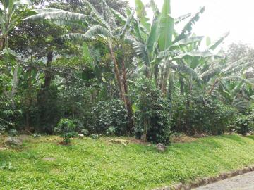 Xico, terroir de café