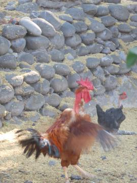 Le coq comme nouveau cacique