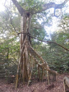 La mangrove de la Mancha