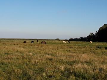 Les chevaux