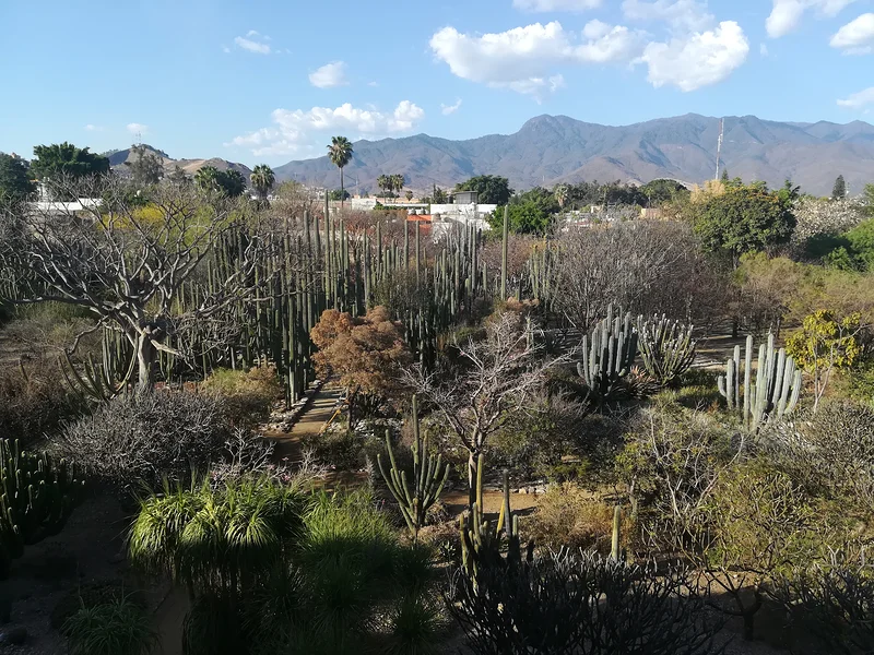 Jardin ethnobotanique d'Oaxaca