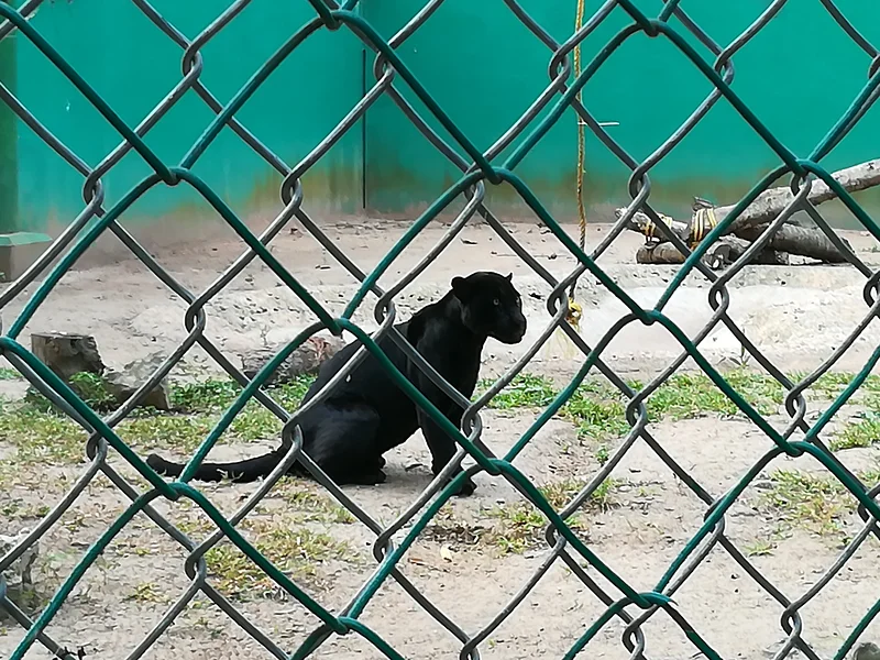 Panthère — Villahermosa (Mexique)