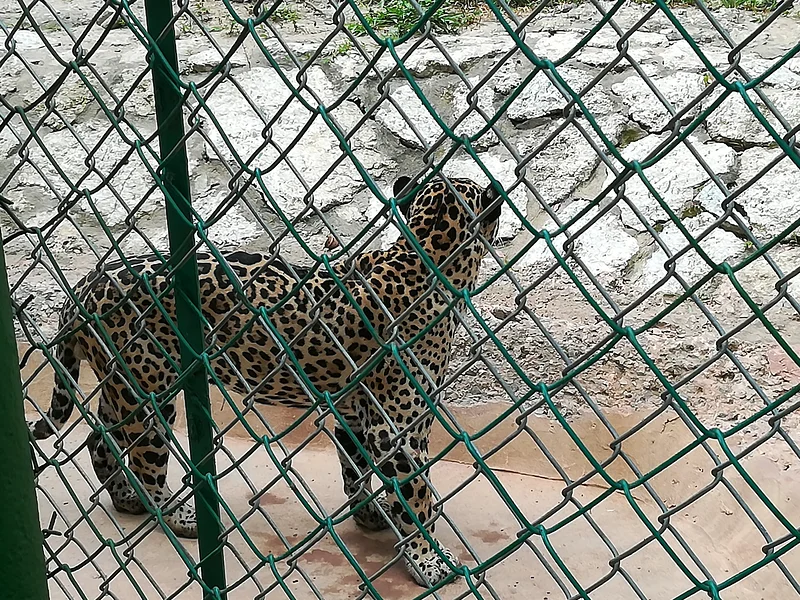 Jaguar — Villahermosa (Mexique)