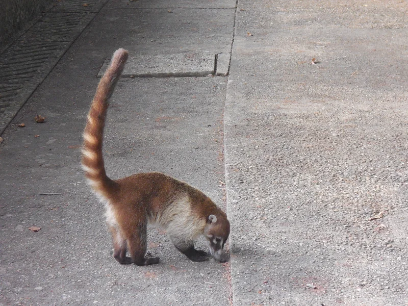 Coati — Villahermosa (Mexique)