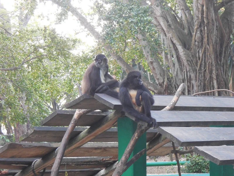 Singes araignée — Villahermosa (Mexique)
