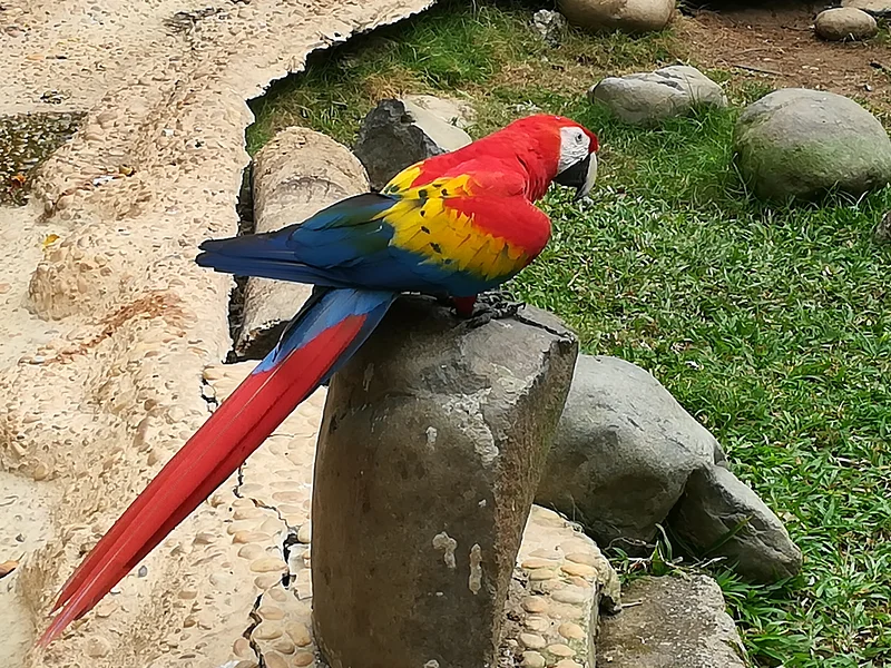 Perroquet — Villahermosa (Mexique)