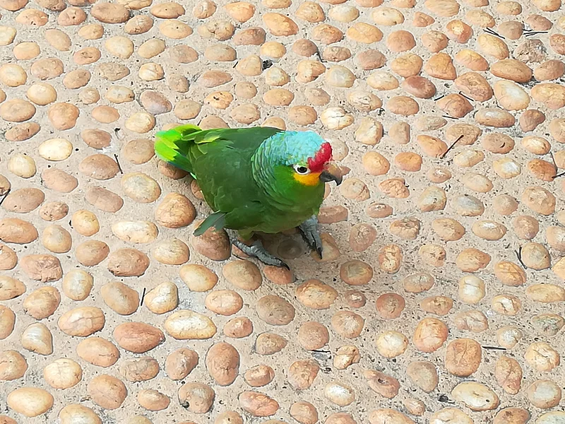 Perruche — Villahermosa (Mexique)