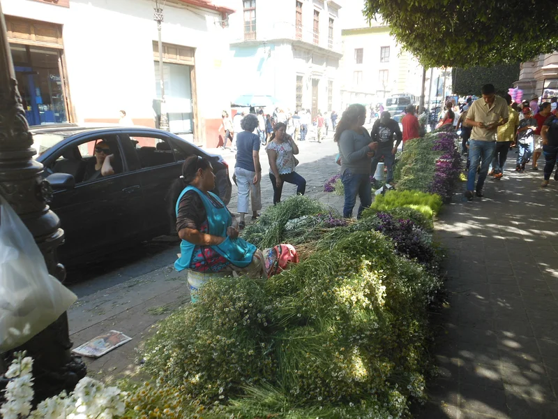 Rameaux de camomille — Guanajuato (Mexique)