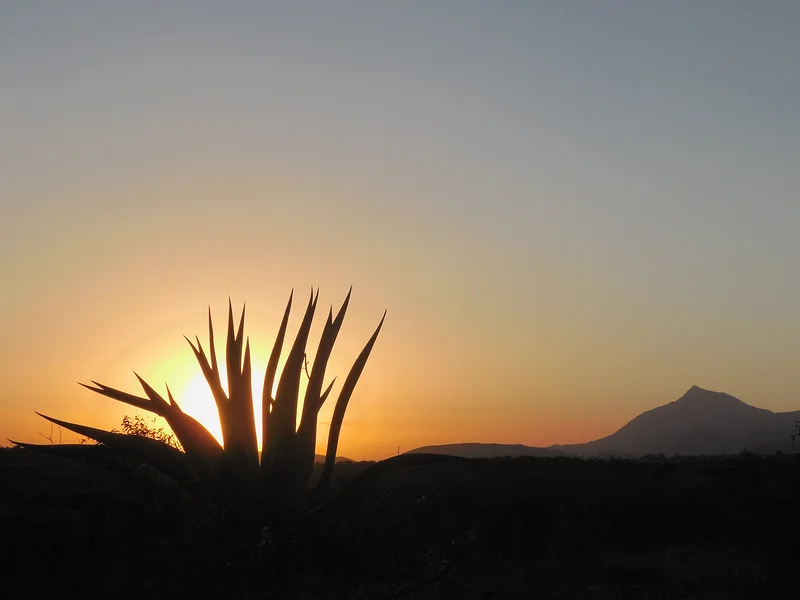 Paysages de Cardonal — Cardonal (Mexique)