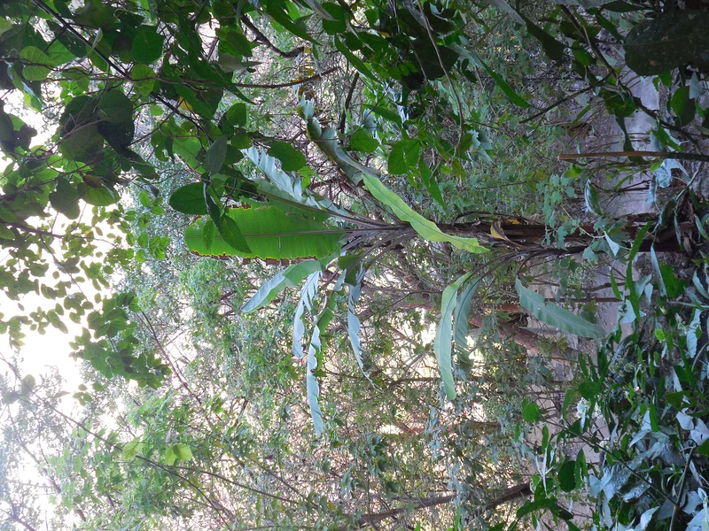 Bananiers — Tolantongo (Mexique)