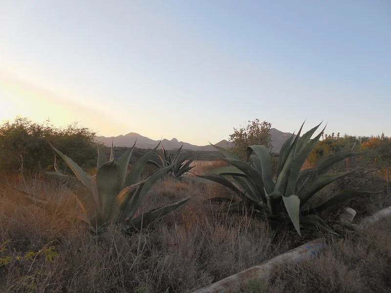 Le maguey (Mexique)
