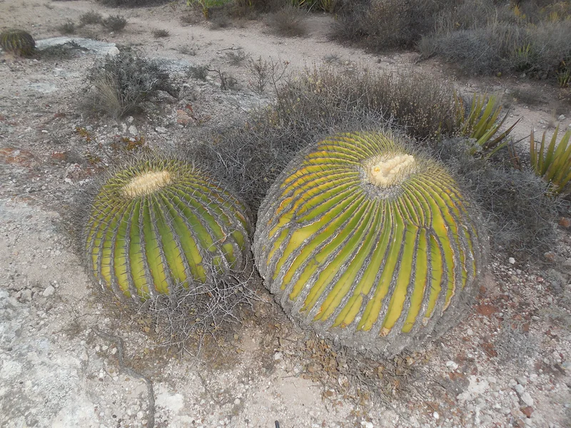 Siège de belle-mère (Mexique)