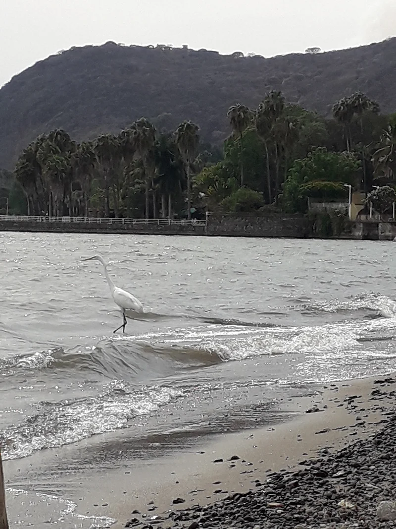 Héron — Chapala (Mexique)