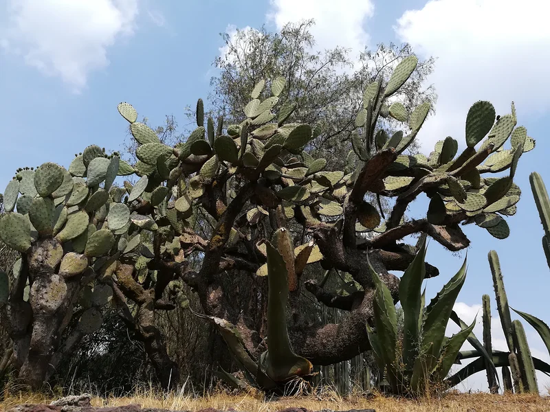 Environnement aride — Site archéologique de Teotihuacan (Mexique)