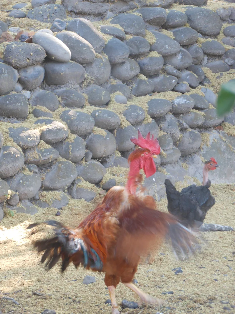 Le coq comme nouveau cacique (Mexique)