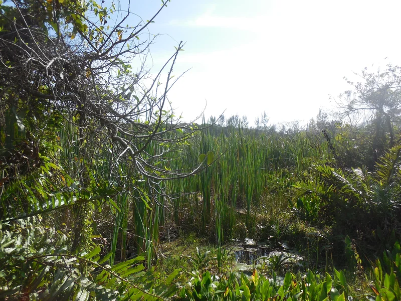Les marais de la Mancha (Mexique)