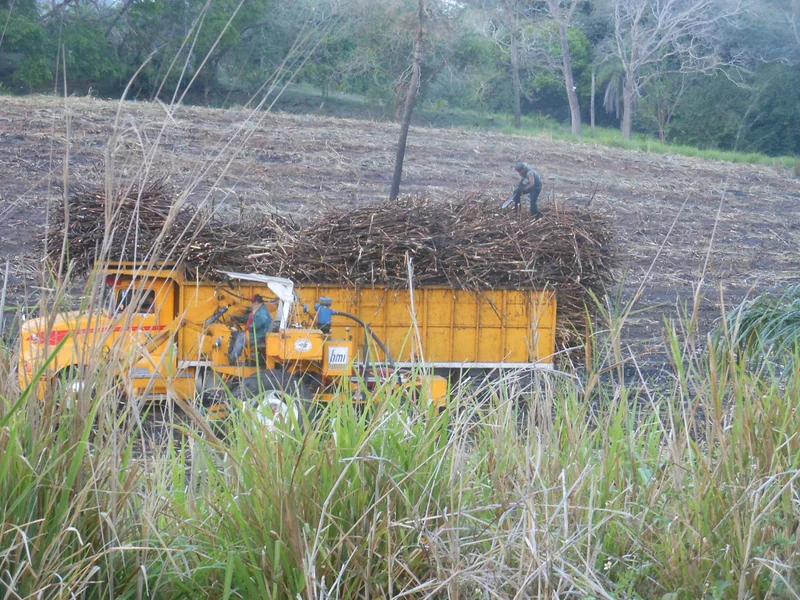 La récolte de la canne à sucre (Mexique)