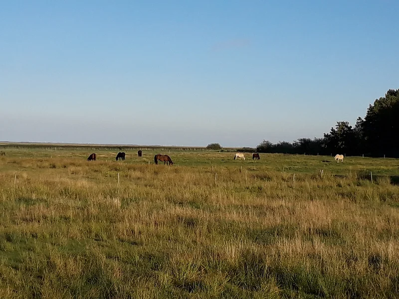 Les chevaux — Fano (Danemark)