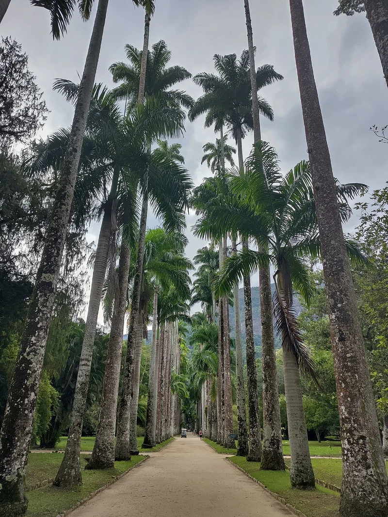 Jardin botanique  — Jardin botanique de Rio de Janeiro (Brésil)