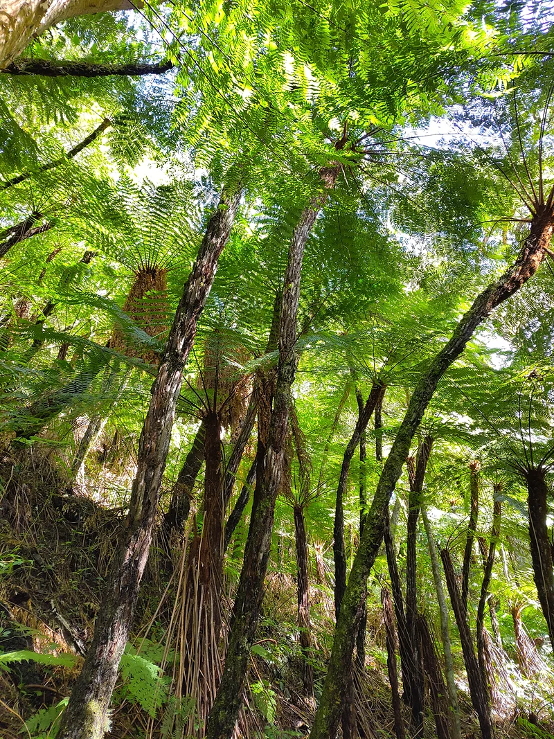 Helechos gigantes — Parc national Amboró (Bolivie)