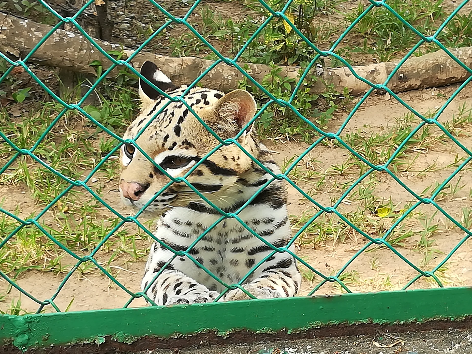 Osselot — Villahermosa (Mexique)