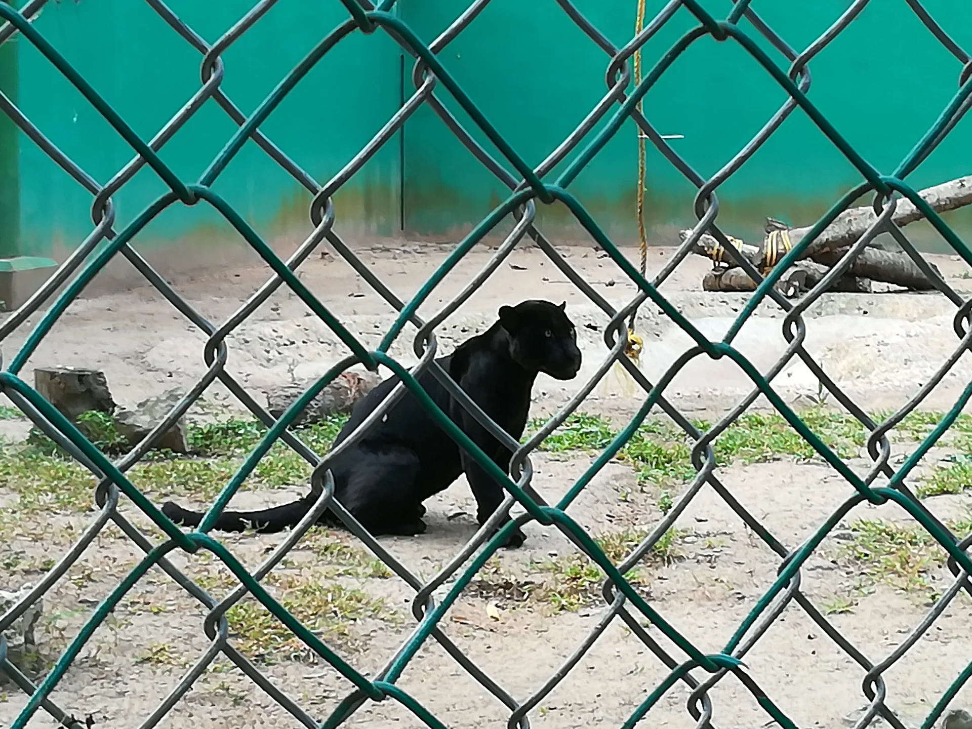 Panthère — Villahermosa (Mexique)