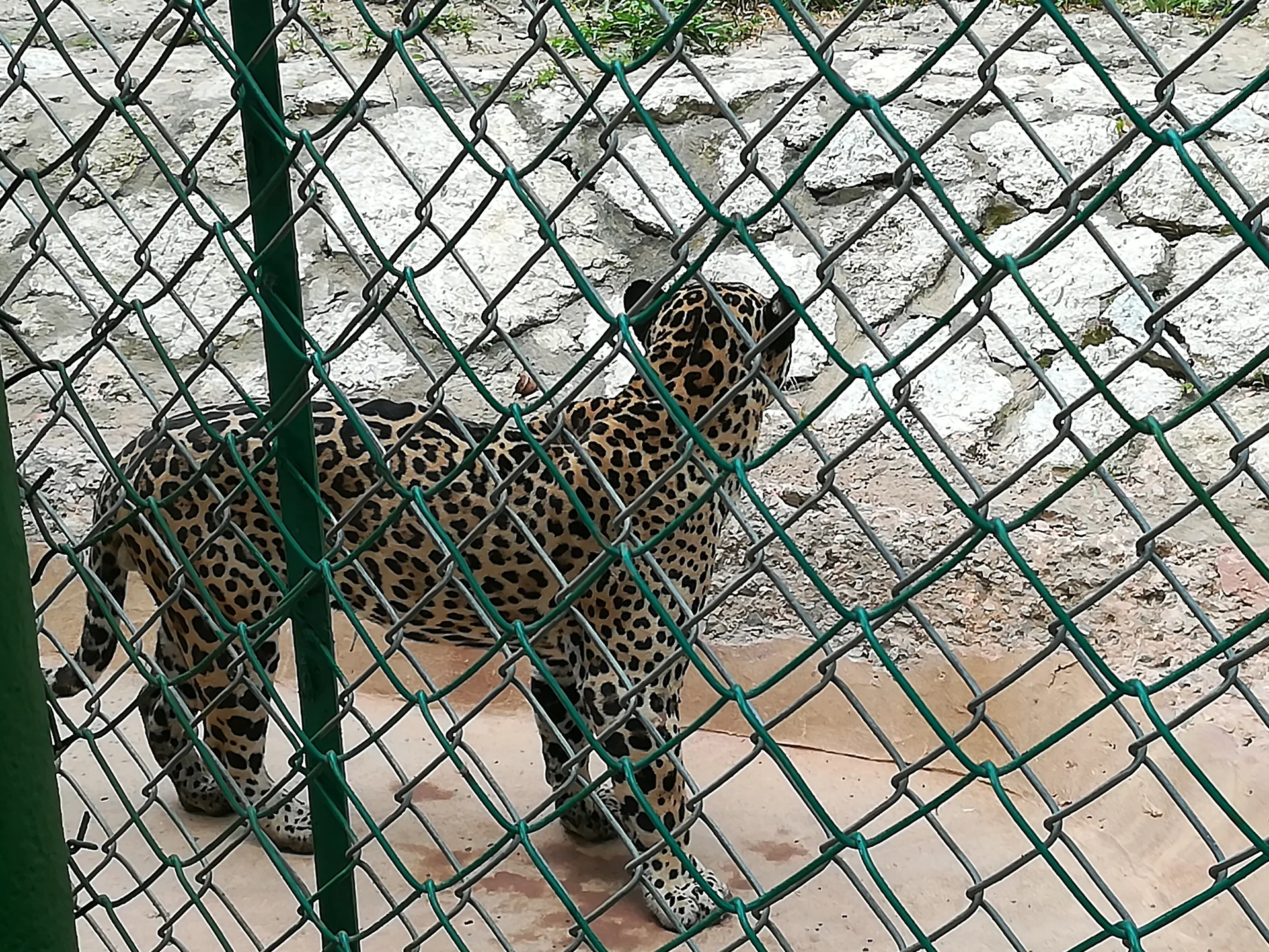 Jaguar — Villahermosa (Mexique)