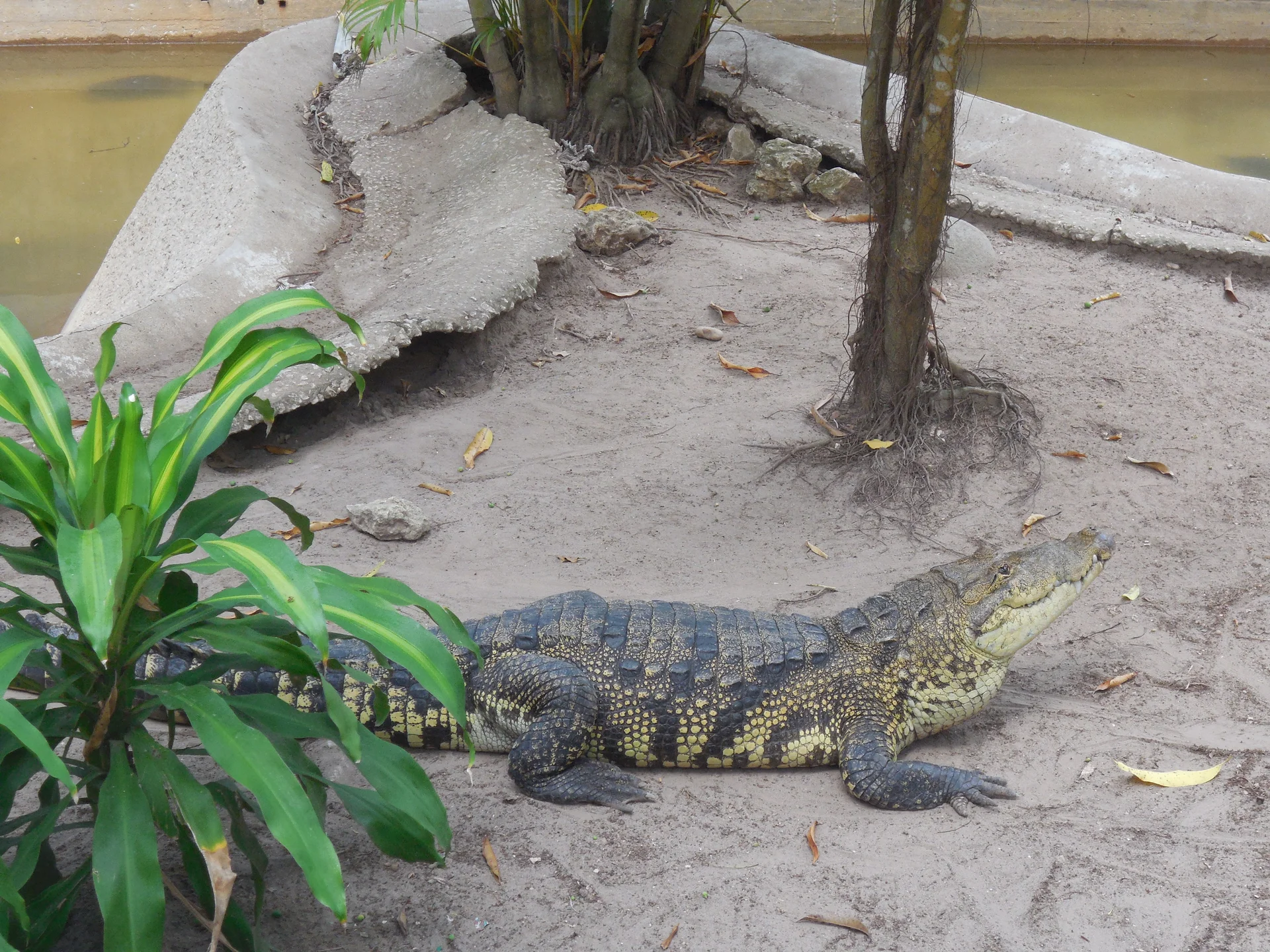 Crocodile — Villahermosa (Mexique)