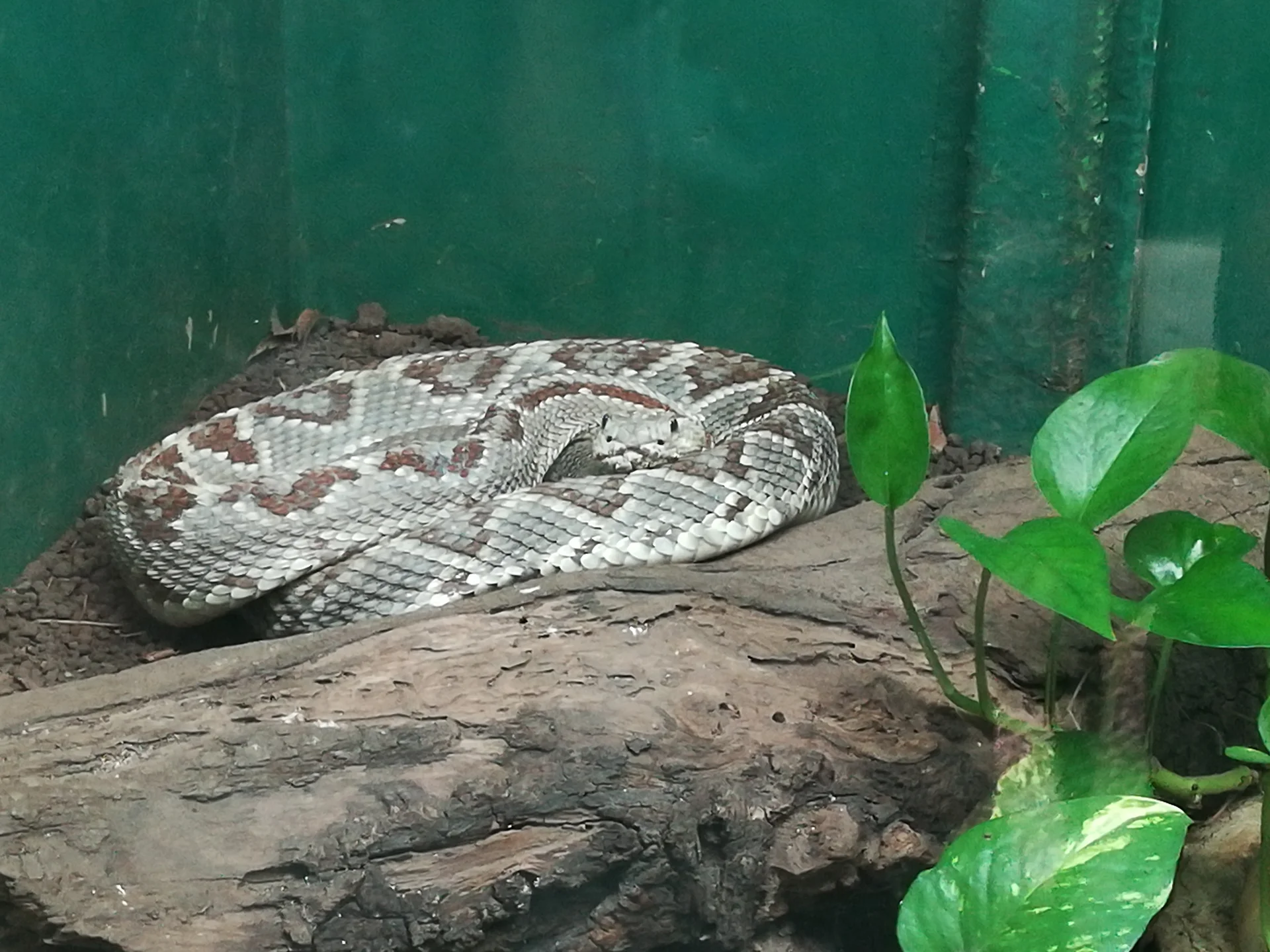 Serpent — Villahermosa (Mexique)